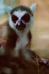 Fototapeta premium Lemur primate animal portrait closeup baby wildlife mammal with expressive face, large dark eyes and soft fur, striped features and tail visible in a calm captive setting with bokeh background