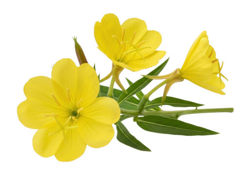 Yellow Evening Primrose Flowers Isolated on Transparent Background