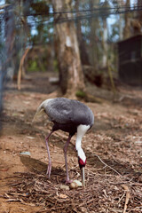 Fototapeta premium Bird feeding on ground near nest, inspecting an egg in forest habitat with longlegs and curved beak. Wildlife behavior, nature scene and parental care on woodland floor.