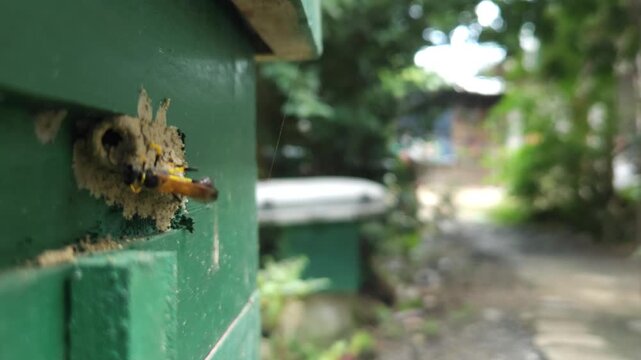 Wasp building mud nest on painted wooden surface in macro close up, insect constructing home with clay material, detailed wildlife behavior showing nesting, ecosystem and natural engineering in India