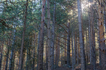 Pine forest landscape in La Pedriza natural area, in the Sierra de Guadarrama mountains near Madrid, Spain.