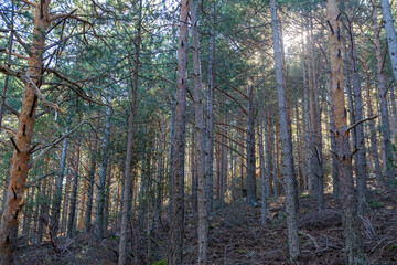 Fototapeta premium Pine forest landscape in La Pedriza natural area, in the Sierra de Guadarrama mountains near Madrid, Spain.