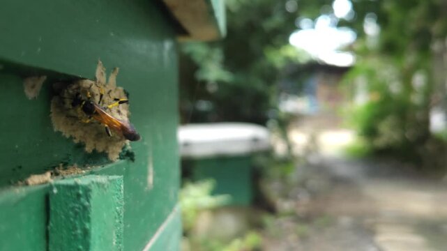 Wasp building mud nest on painted wooden surface in macro close up, insect constructing home with clay material, detailed wildlife behavior showing nesting, ecosystem and natural engineering in India