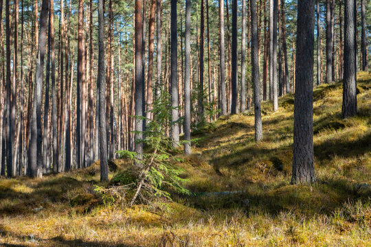 Sunlit pine forest on gentle hillside with young spruce tree, natural woodland landscape with long shadows and textured terrain