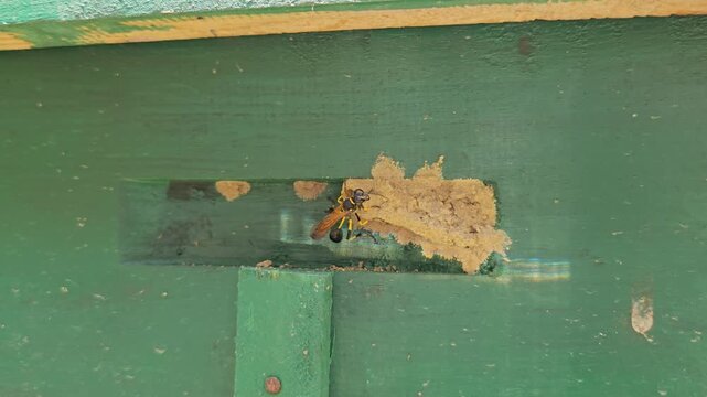 Wasp building mud nest on painted wooden surface in macro close up, insect constructing home with clay material, detailed wildlife behavior showing nesting, ecosystem and natural engineering in India