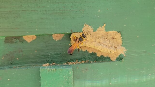 Wasp building mud nest on painted wooden surface in macro close up, insect constructing home with clay material, detailed wildlife behavior showing nesting, ecosystem and natural engineering in India
