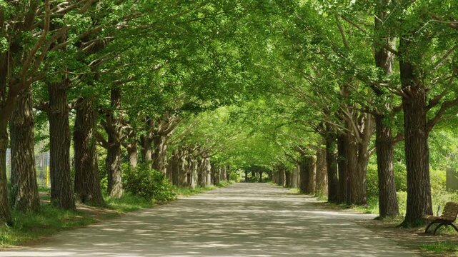 昭和記念公園  銀杏並木の新緑