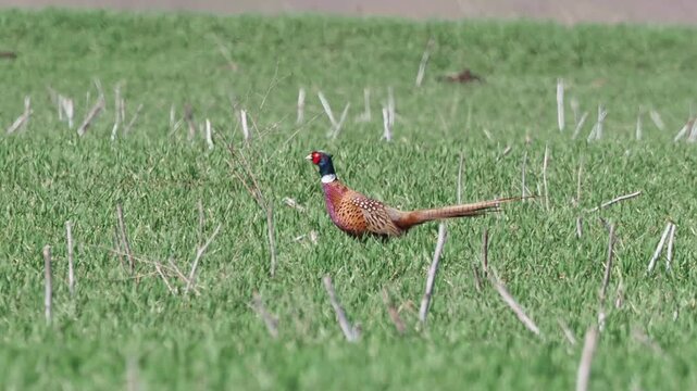 Common pheasant (Phasianus colchicus) on a wheat field in early spring