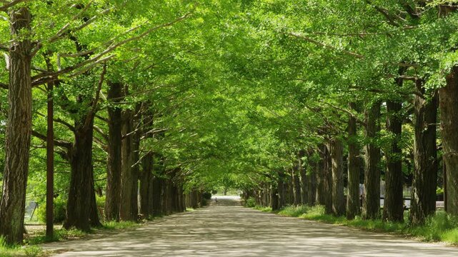 昭和記念公園  銀杏並木の新緑