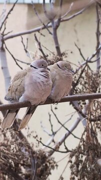Eurasian collared dove pair in rural backyard setting, Streptopelia decaocto