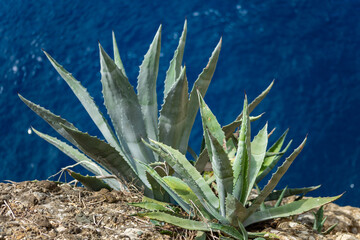 Fototapeta premium Succulent Plant Growing on Coastal Cliff with Deep Blue Ocean Background
