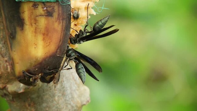 black wasps feeding on rotten banana