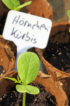 climbing plant, inca cucumber