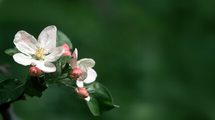 Kwiaty jabłoni  - kwitnąca gałązka © arteffect.pl