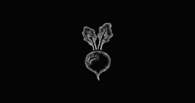 Sketch radish icon animation - smooth progressive reveal