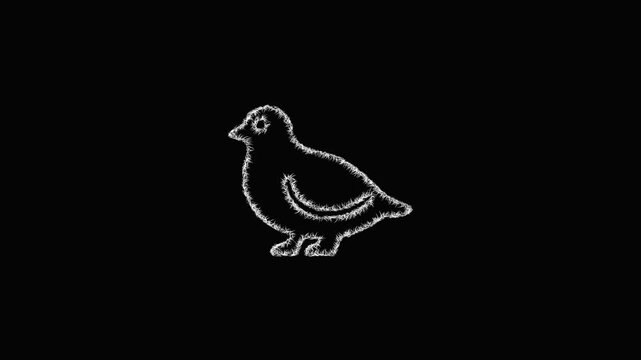 Sketch ptarmigan icon animation - smooth progressive reveal
