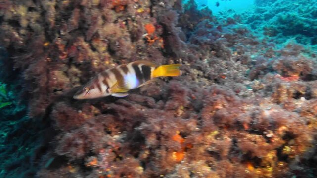 Fish underwater - Painted comber fish in a colourful scene
