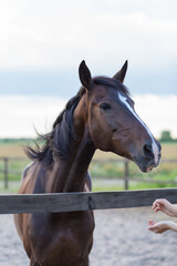 Fototapeta premium Beautiful bay Equus ferus caballus standing behind a wooden fence, looking at human hands. Vertical portrait of a domestic horse in a rural paddock during soft daylight. Selective focus.