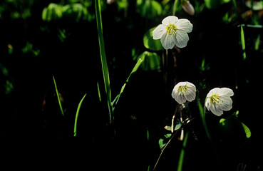 Kwiaty szczawik zajęczy (Oxalis acetosella). © arteffect.pl