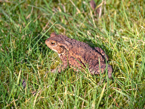Common toad on grass in a garden