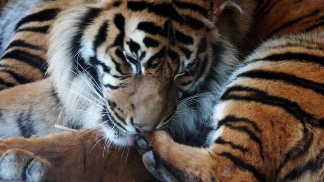 Tiger grooming its paw with its tongue while resting on a bed of straw, showcasing detailed fur patterns and relaxed posture in a natural habitat setting