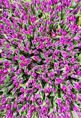 Fototapeta premium Top view of vibrant purple tulips packed tightly in trays, creating a rich floral texture for spring and retail concepts.