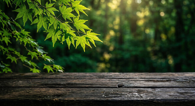 autumn leaves in the forest