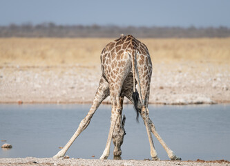 Giraffe drinking at a waterhole in Etosha National Park, Namibia, Africa © dvlcom