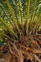 Obraz premium Palm tree trunk with roots and green leaves close up, tropical plant texture, exotic nature background, summer travel concept, natural pattern with copy space