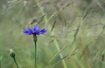 chaber bławatek (Centaurea cyanus) wśród zbóż © arteffect.pl