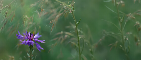 chaber bławatek (Centaurea cyanus) wśród zbóż © arteffect.pl