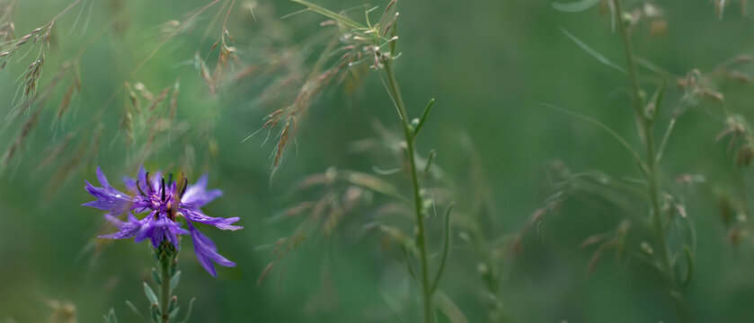 chaber bławatek (Centaurea cyanus) wśr&oacute;d zb&oacute;ż