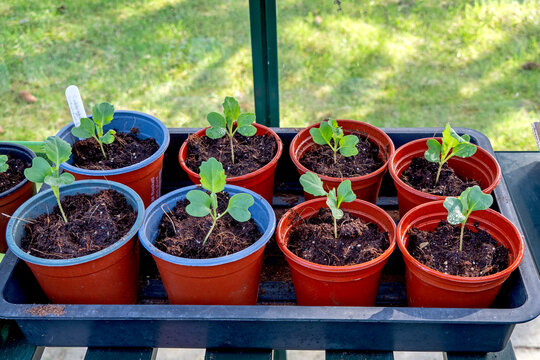 Cabbage seedlings, variety Greyhound, in plastic pots