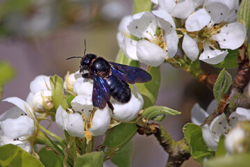 Le xylocope violet ou abeille charpentière © Dreams 14