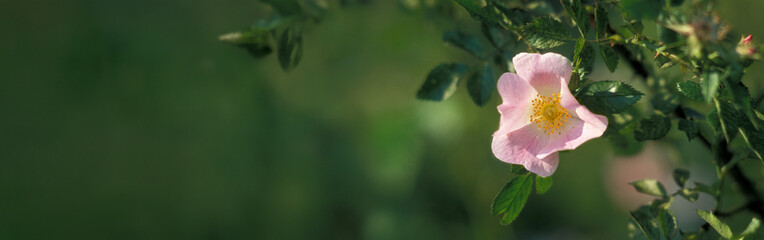 dzika róża (Rosa canina) © arteffect.pl