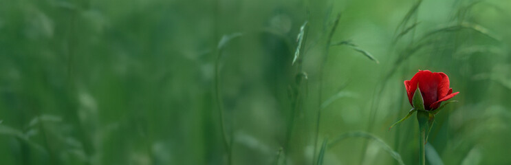 Czerwony pąk róża ogrodowa © arteffect.pl