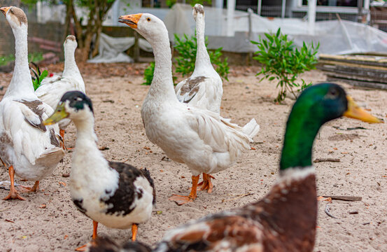 patos e marrecos
