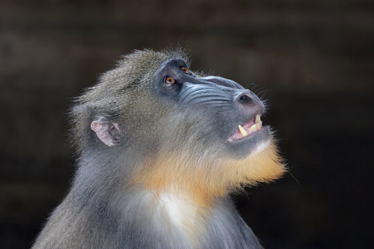 Close up portrait of mandrill with colorful facial features