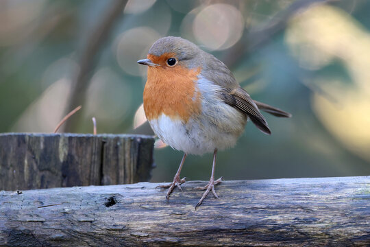 European robin close up wildlife photo
