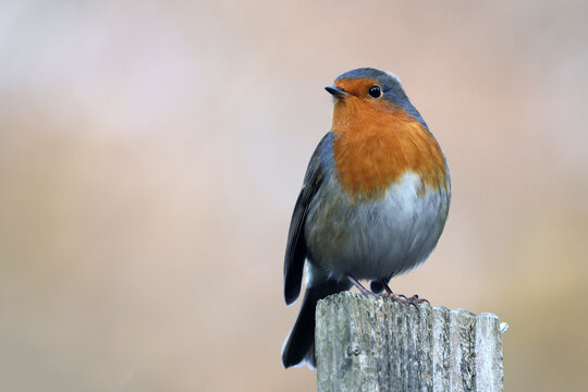 European robin close up wildlife photo