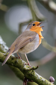 European robin close up wildlife photo