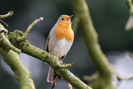 European robin close up wildlife photo