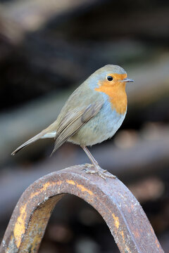European robin close up wildlife photo