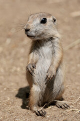 Fototapeta premium Prairie dogs standing together close up