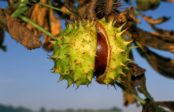 kasztanowiec pospolity (Aesculus hippocastanum), znany r&oacute;wnież jako kasztanowiec biały, kasztany na drzewie