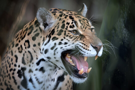 Powerful jaguar face close up