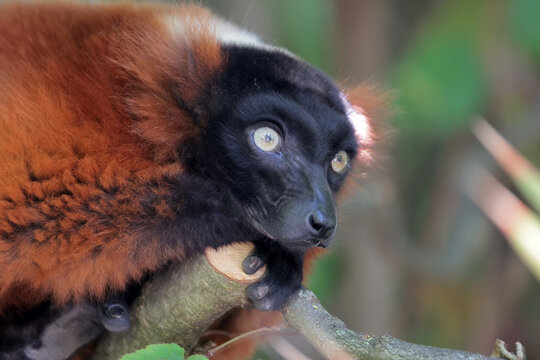 Detailed face of red ruffed lemur primate portrait