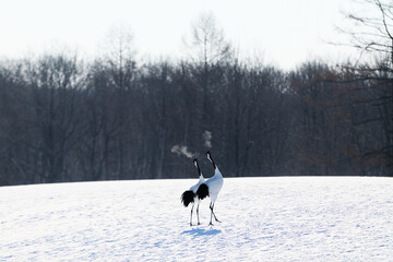 Fototapeta premium 鳴いている鶴