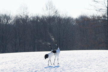 Fototapeta premium 鳴いている鶴