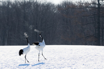 Fototapeta premium 鳴いている鶴